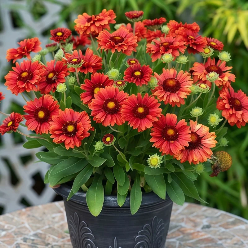 天人菊宿根开花植物耐寒耐热