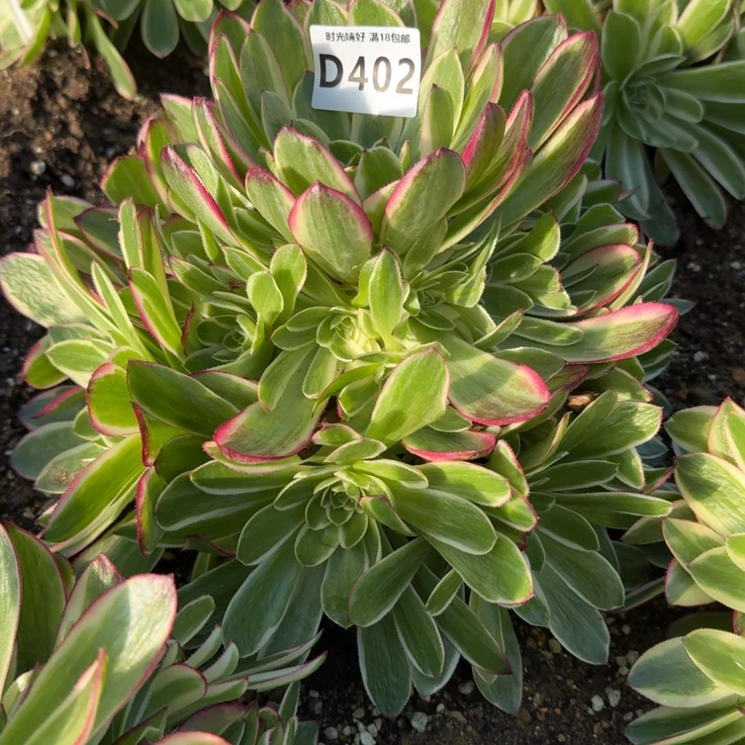 402海王多肉植物