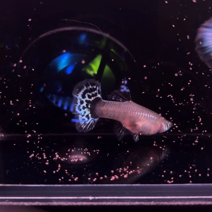 孔雀鱼半月尾蓝豹1对