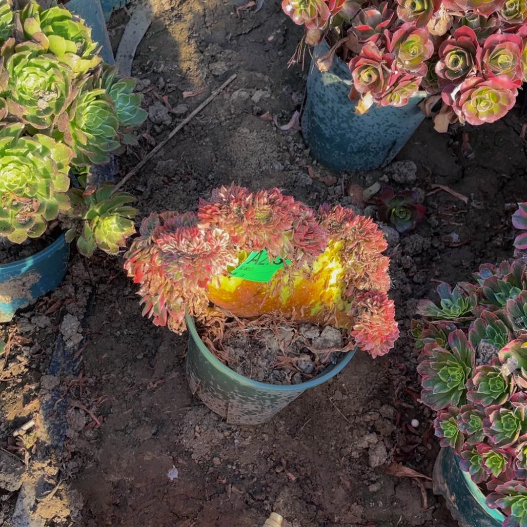 倾城法师缀化5-55