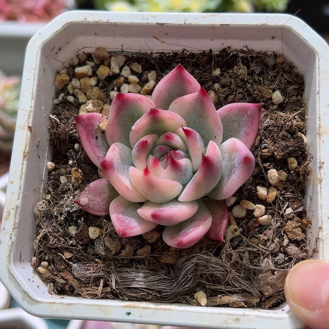 尧*吉娃娃锦，多肉植物