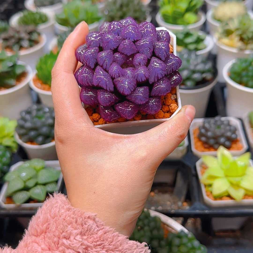 紫宝石冰灯玉露，原盆，人工上色