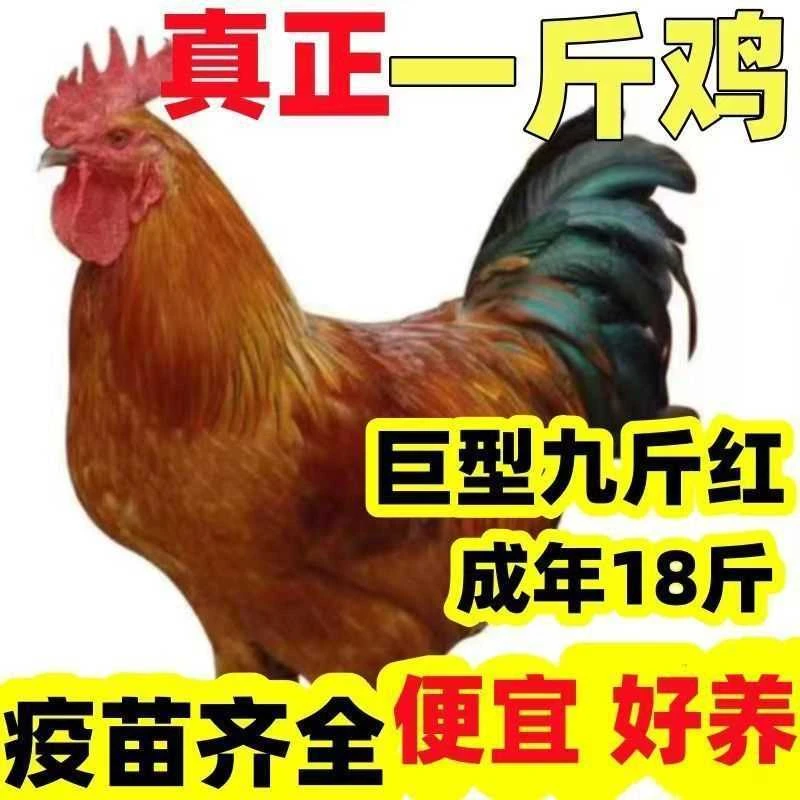 【7只】一斤九斤红鸡 宠物鸡7只装