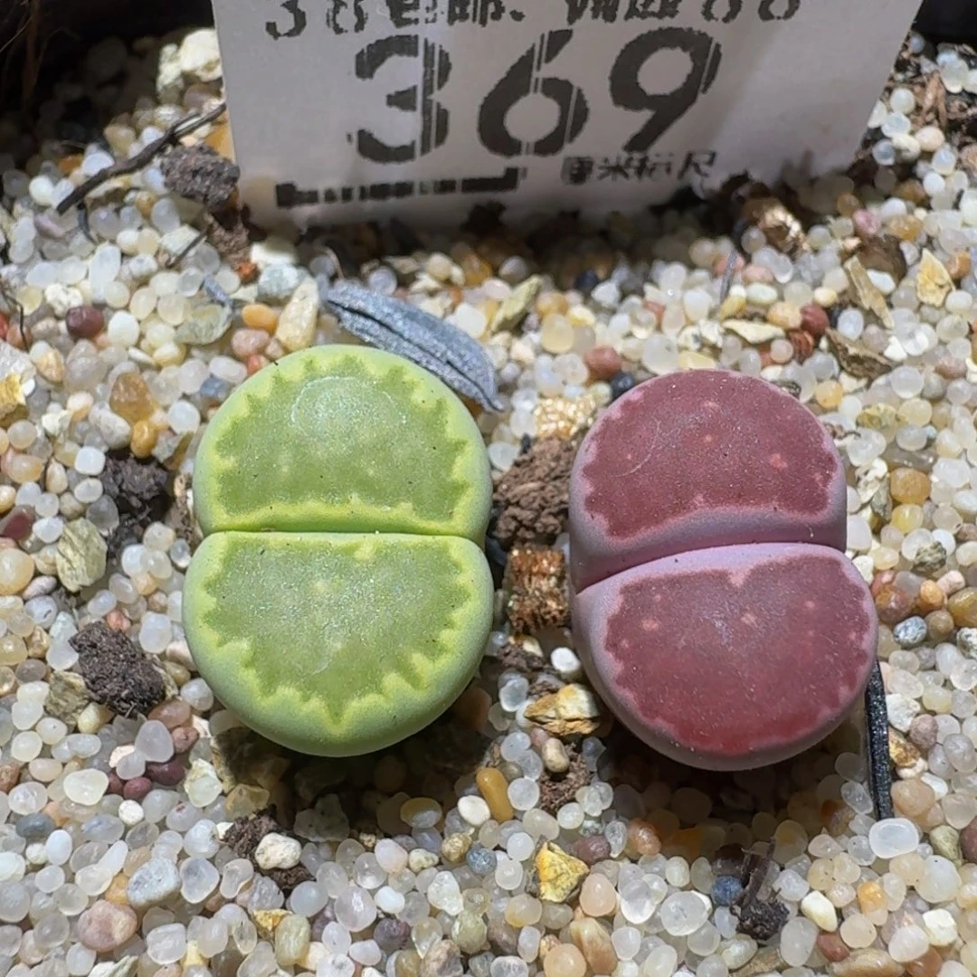 Ssss精品生石花369