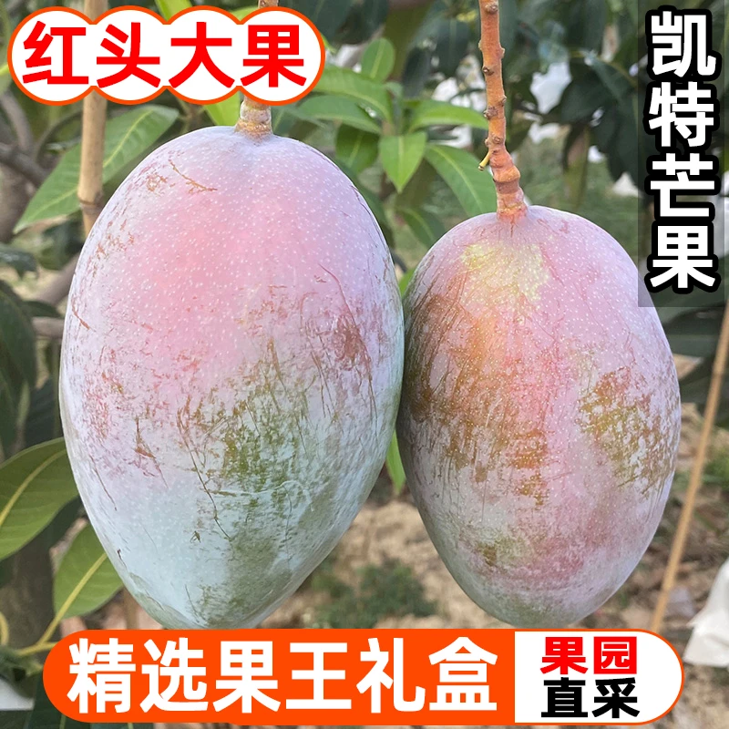头茬红头果攀枝花凯特芒果礼盒装