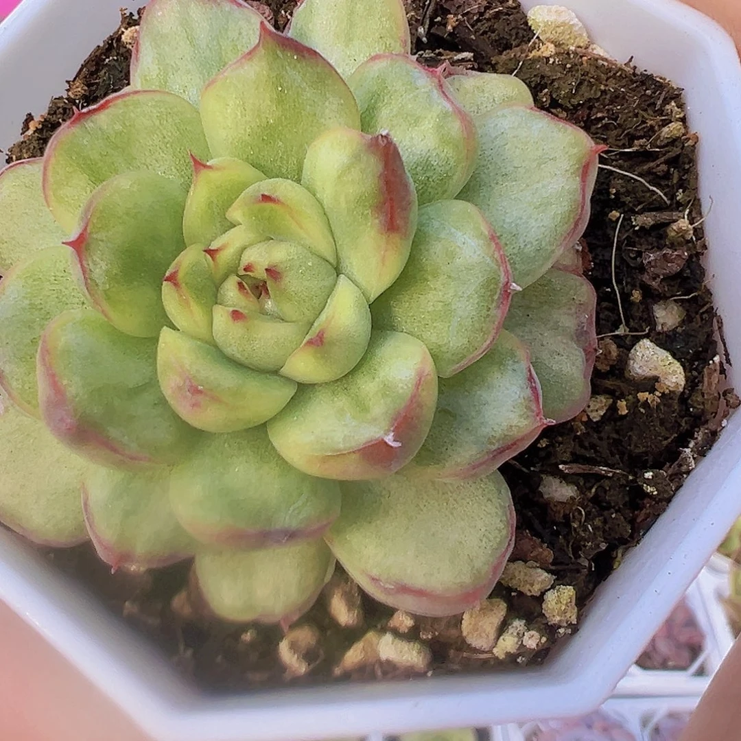 冰天使锦19包邮多肉