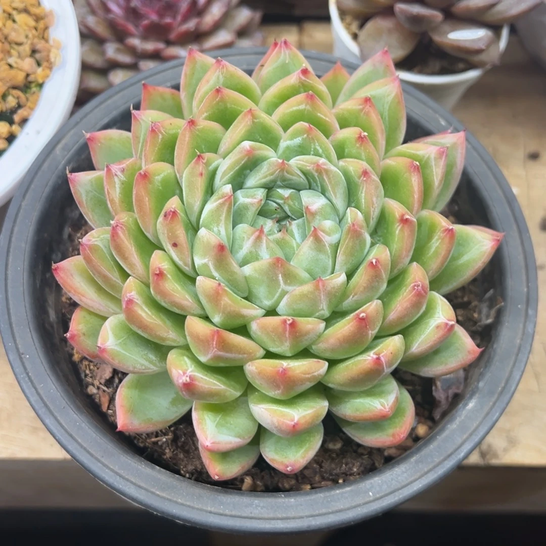 雪花珍妮杂 夏鸣园艺