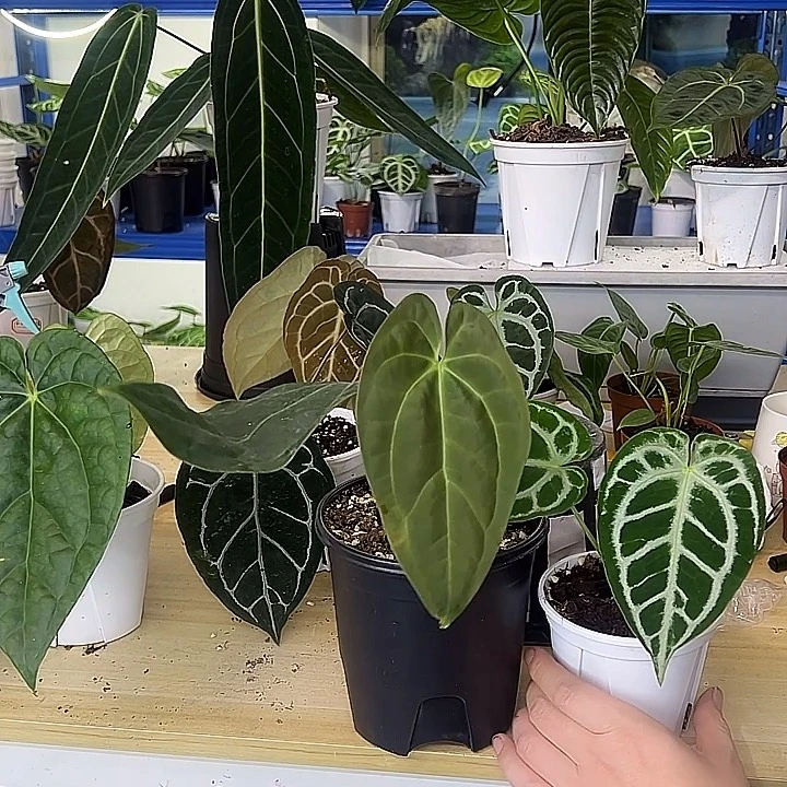 无花朵两颗花烛一物一拍