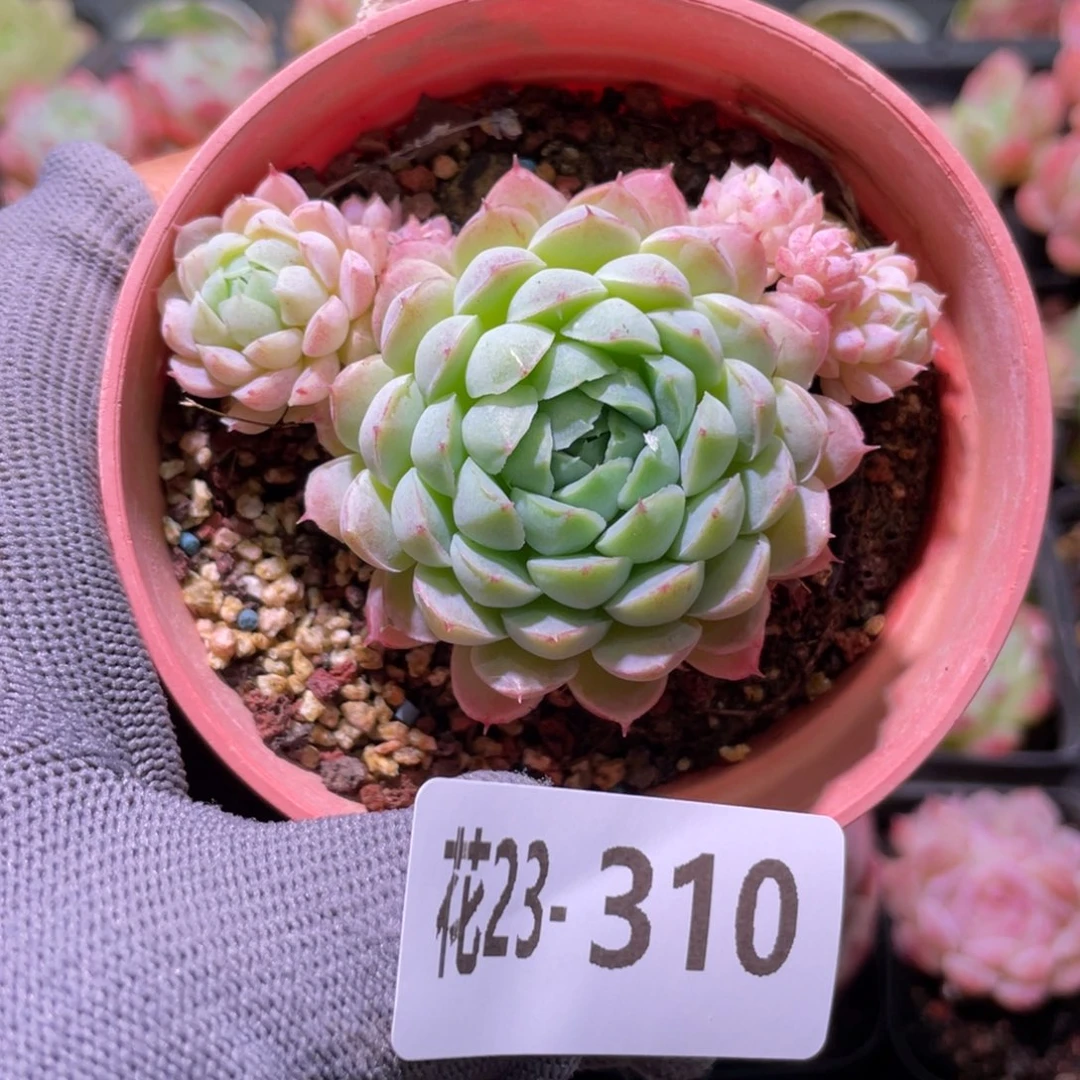 花利美23-310羊脂球