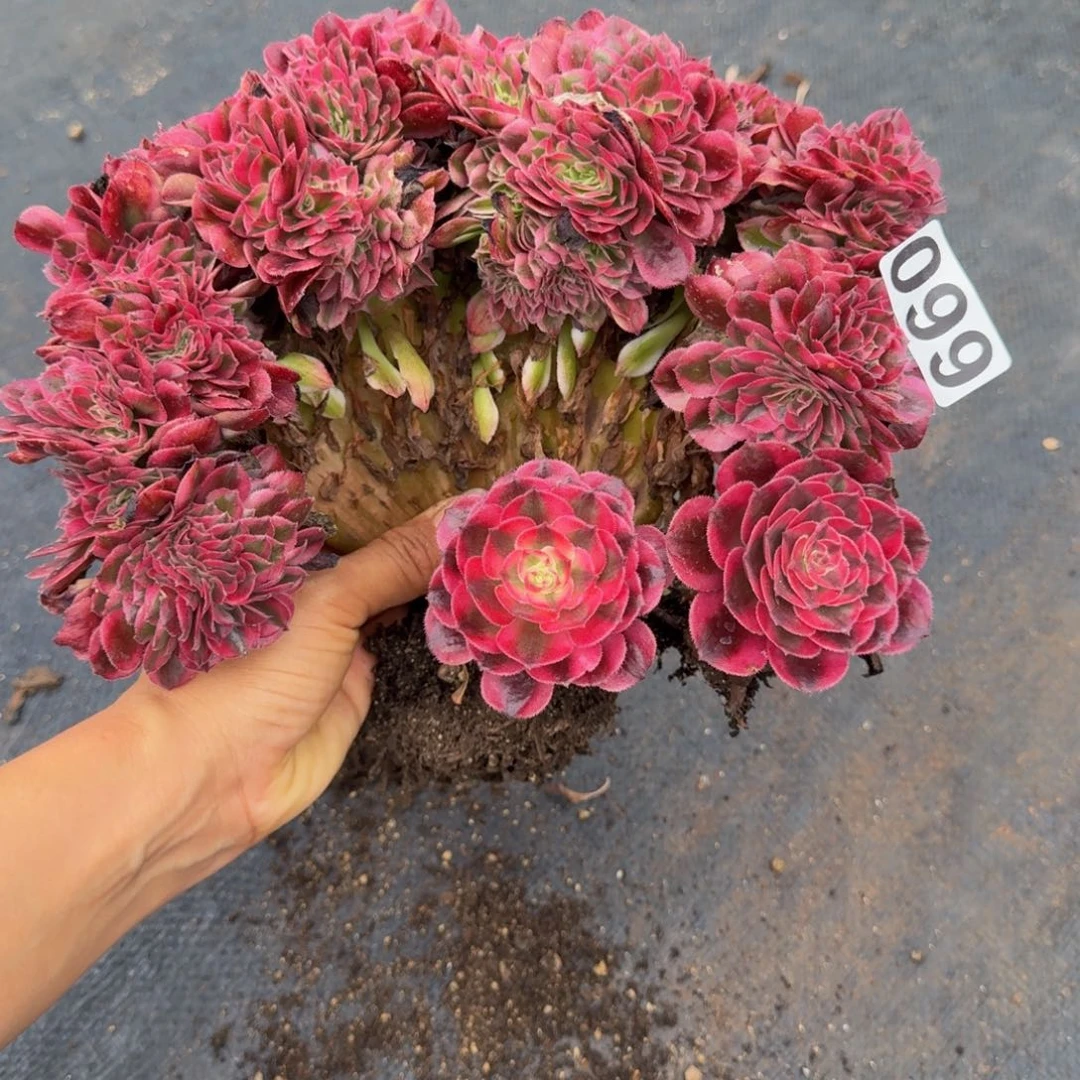 099多肉植物多肉植物