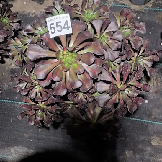 554晚霞中班花花2-6
