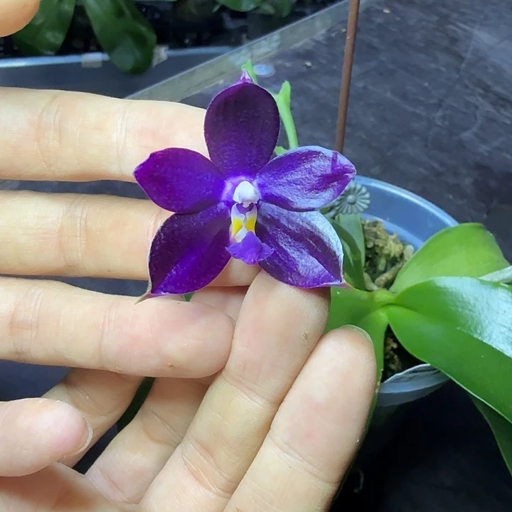 完全开放yss1230开花