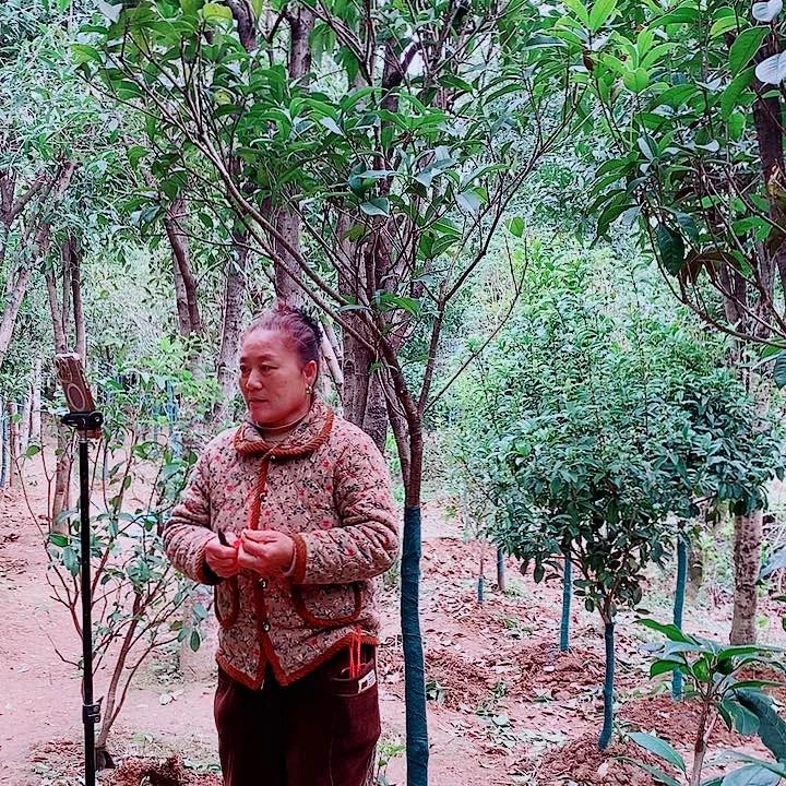 修***缘完全开放5左右四级桂金桂合2颗