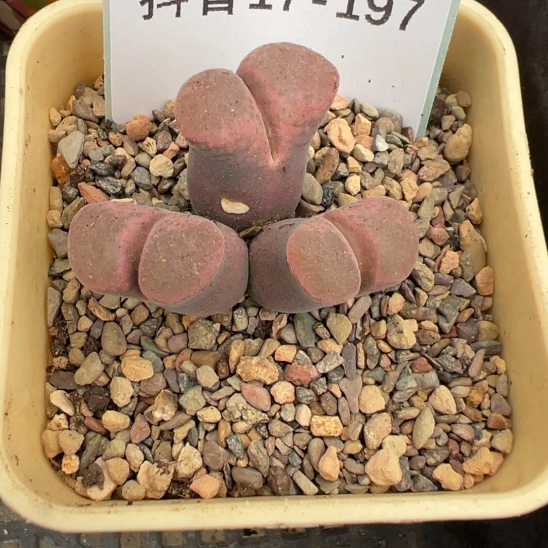 栗***子17-197肉锥多肉植物