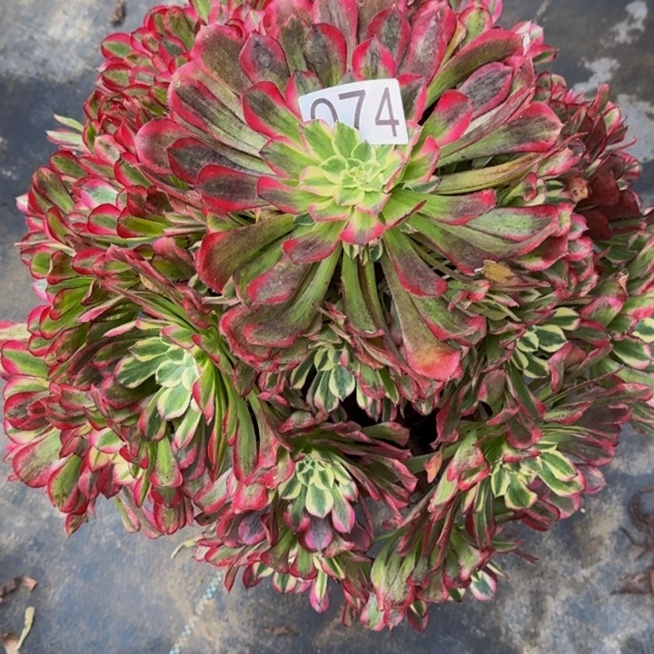 00000000074绿体铜壶