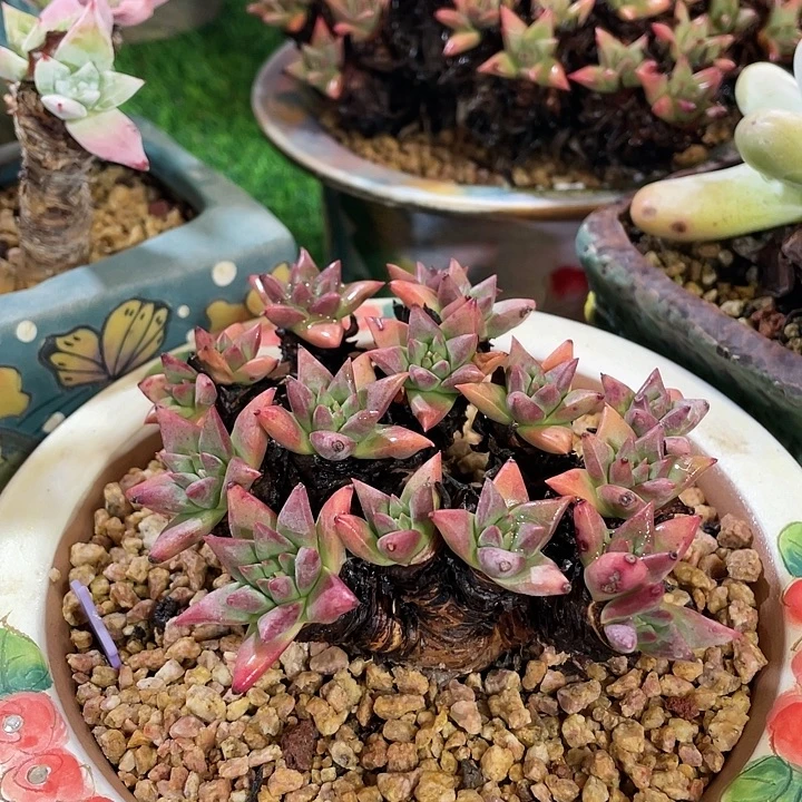 绿菊粗桩福利粗桩
