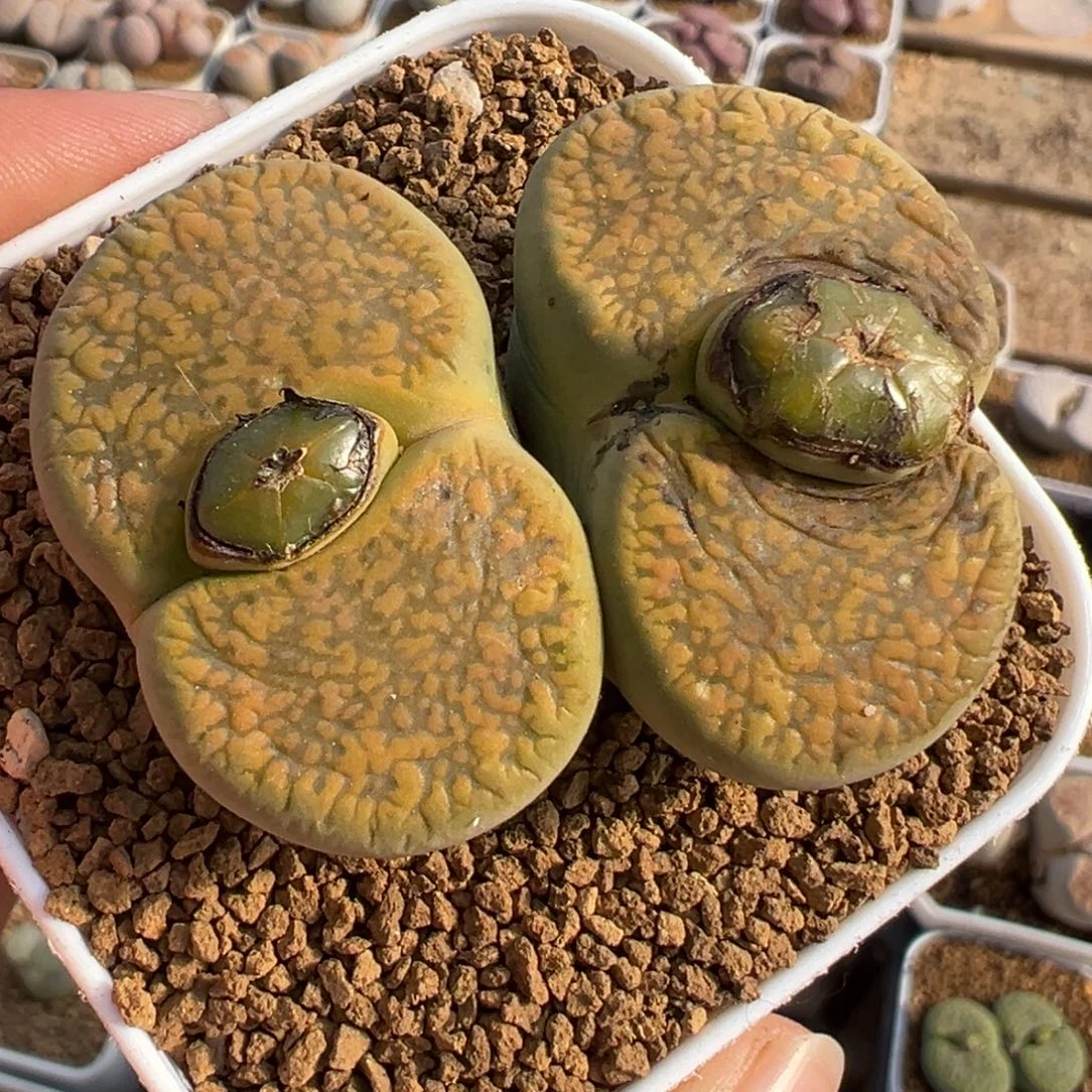 751多肉植物种类多样