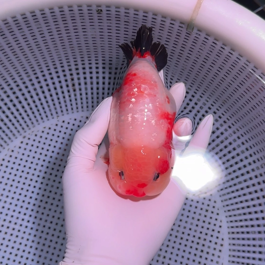 金鱼类不分公母12