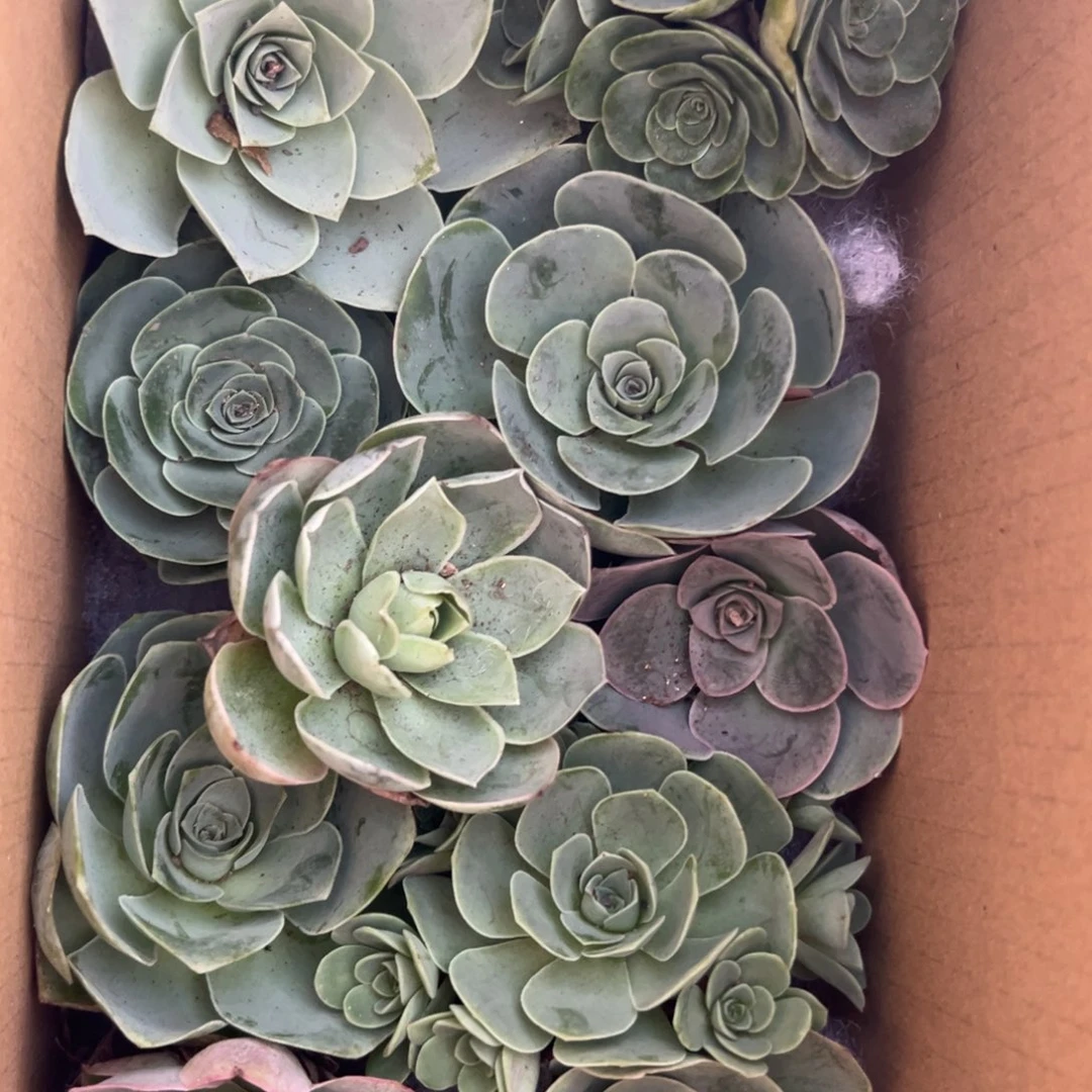 陈陈913山地玫瑰多品种混