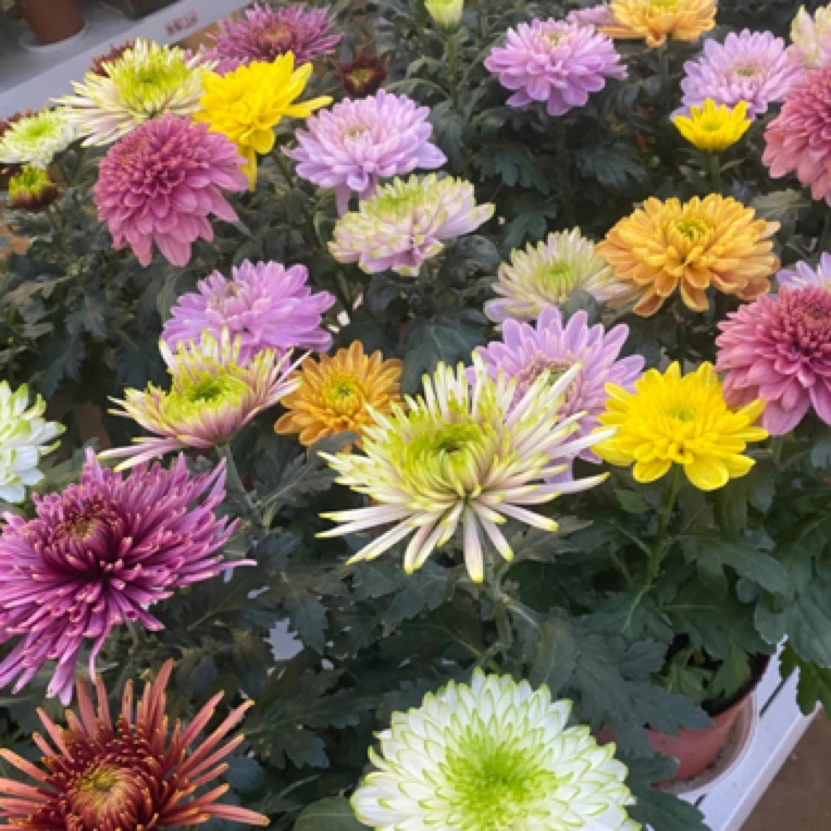 丰岛当头菊花彩色