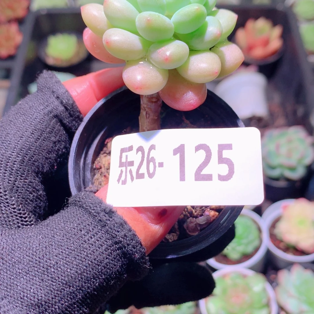 乐然26-125 洛可可