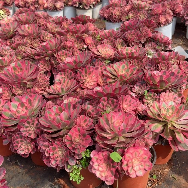 粉女巫群生啊啊啊啊啊