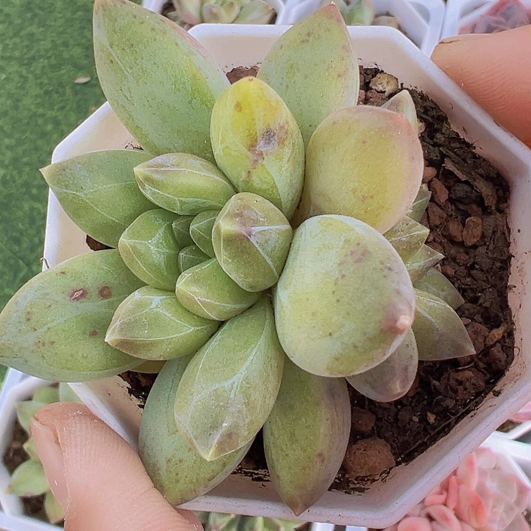 重楼19包邮多肉植物