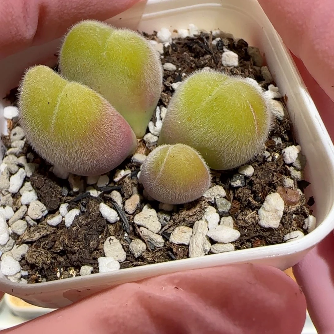 肉锥多肉植物百科-长毛翠滴有疤185