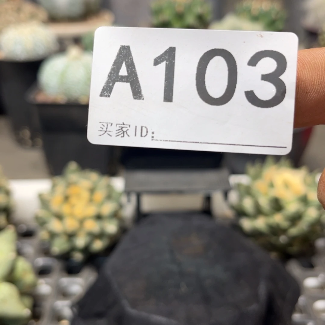 秋***凉实生仙人球特价一颗