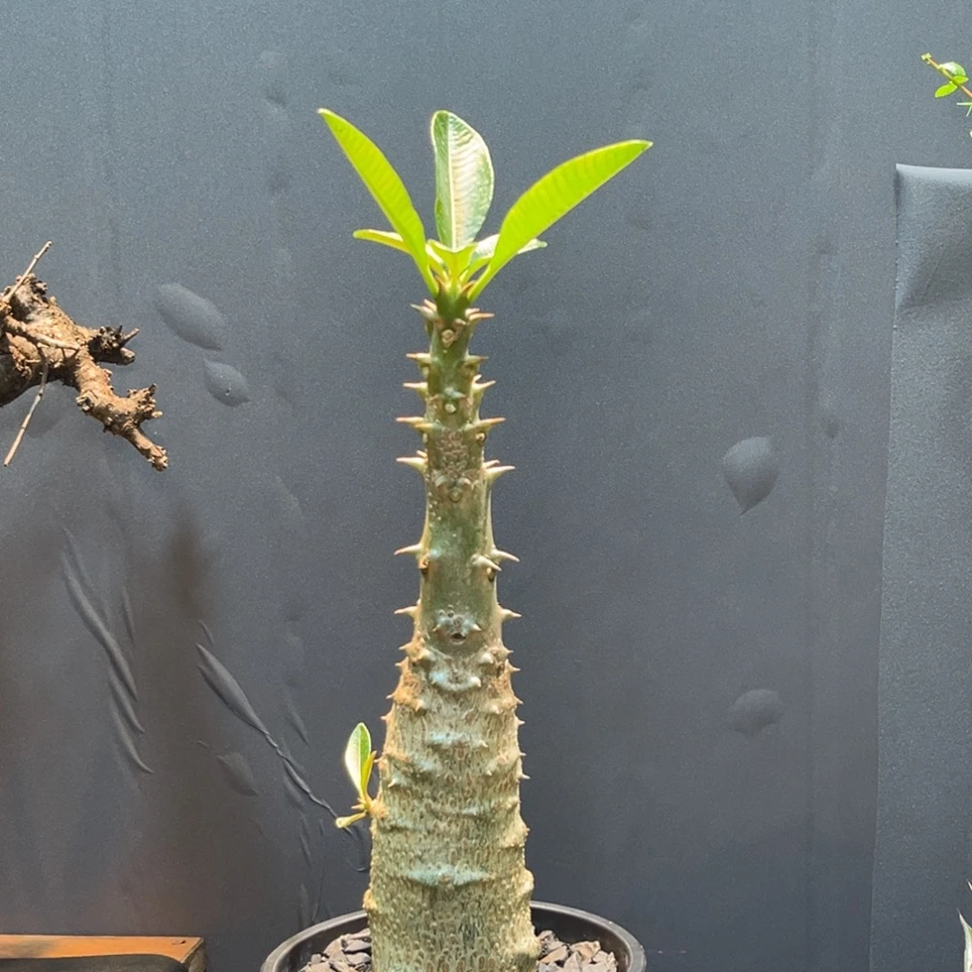 巴士福利拖土发Zzxzzzzzzzzzzz