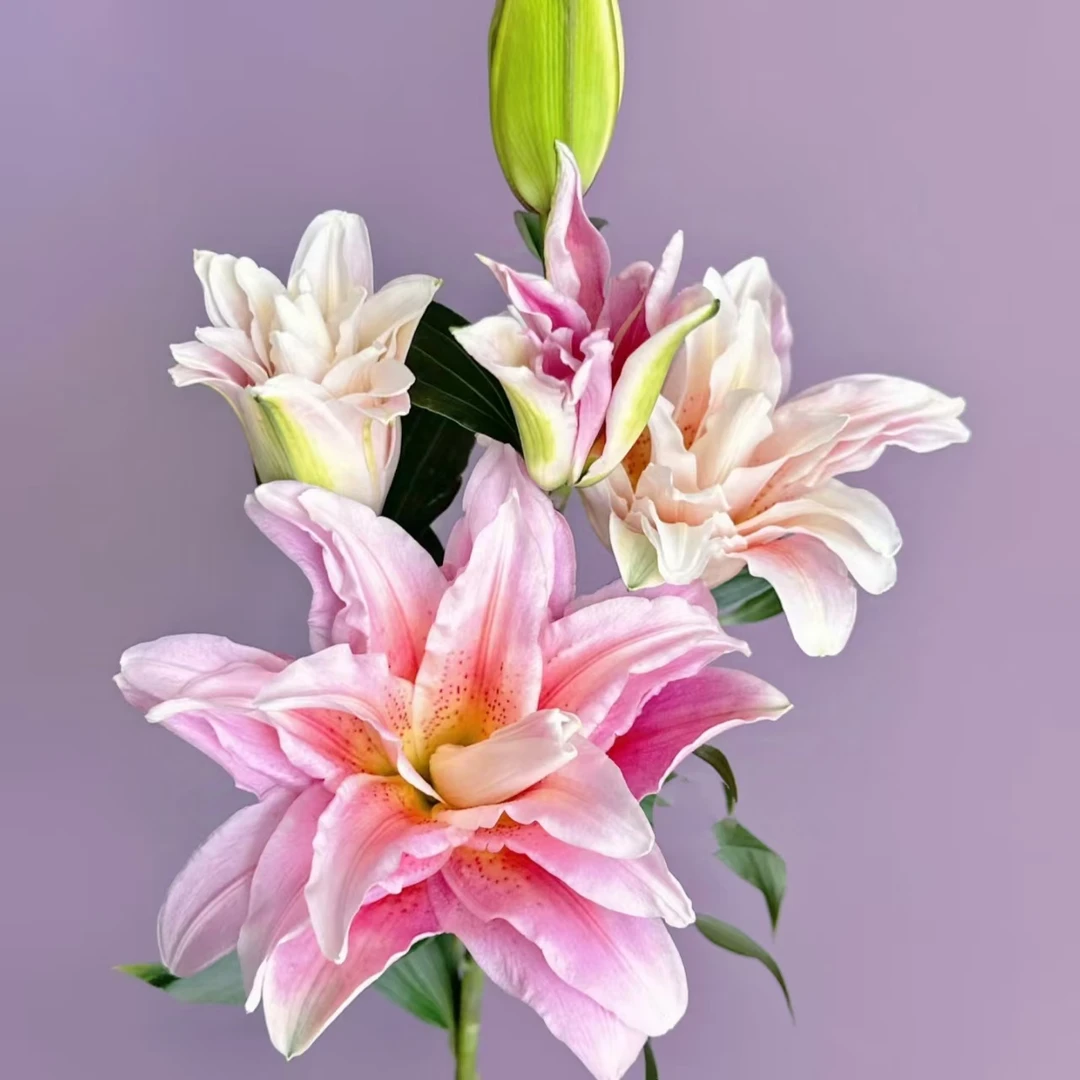 黛安娜17/19  2颗重瓣百合粉色大花高级浓香 云南鲜花绿植