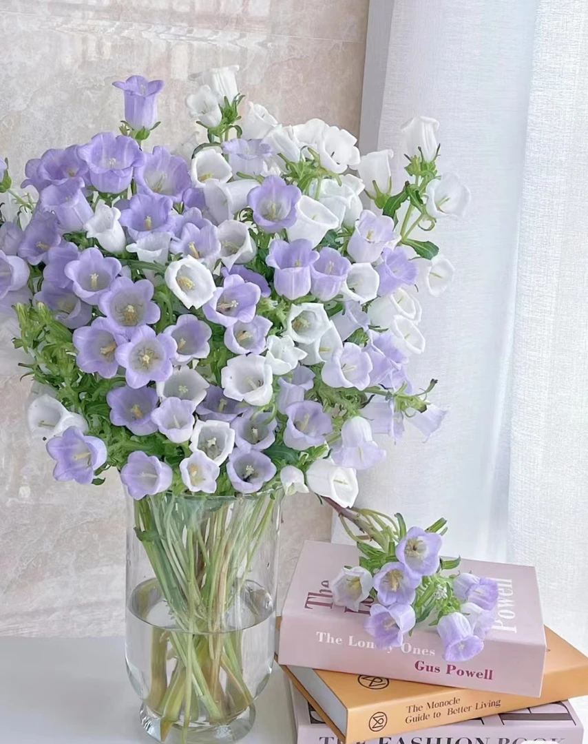 【风铃花】爆花神器仙女花云南发货