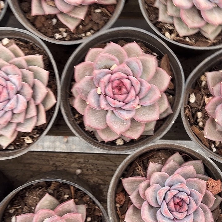 两盆。    紫雪。