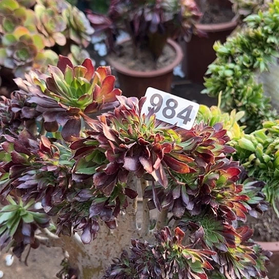 靜***多肉植物一个微瑕984