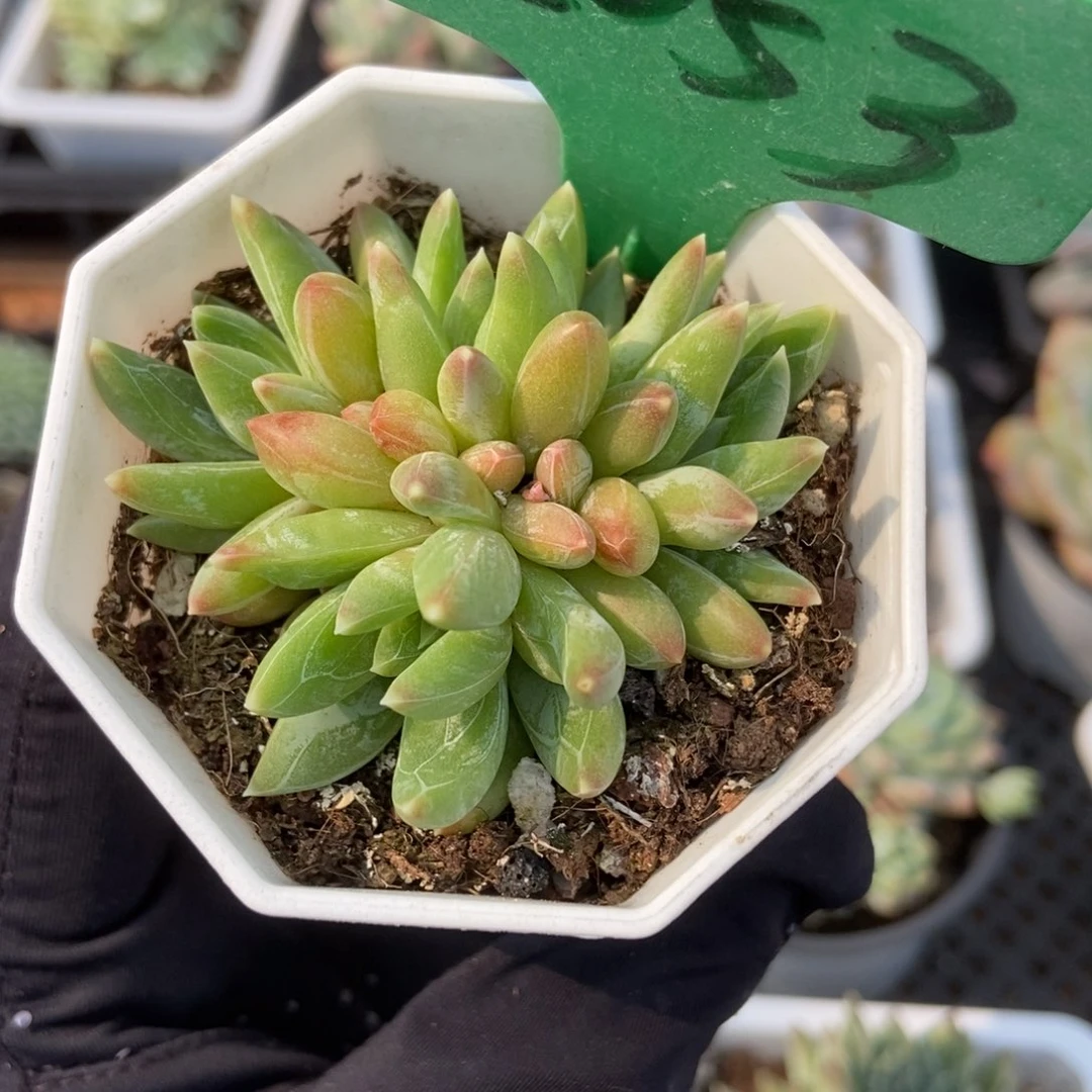 2053水晶蟹爪多肉植物保护