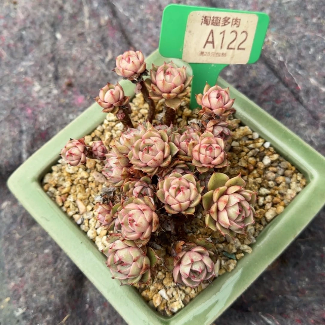 多肉植物黄金粉巴蒂斯