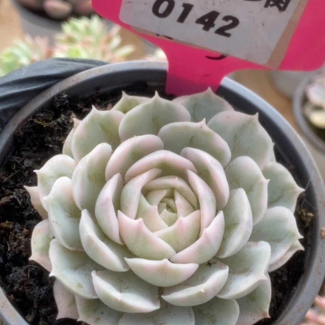 142昂丝诺锦锦锦锦