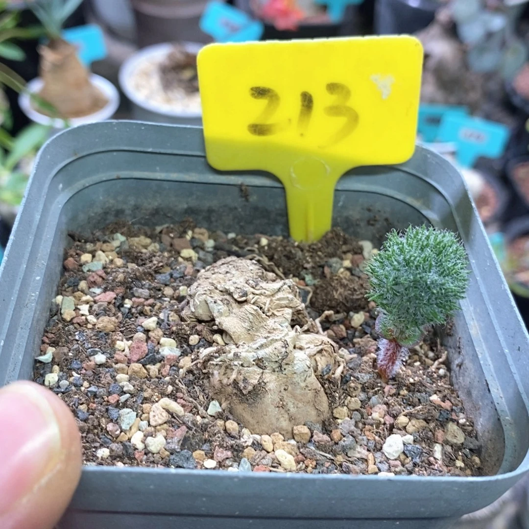 鸡毛掸雾冰玉产地