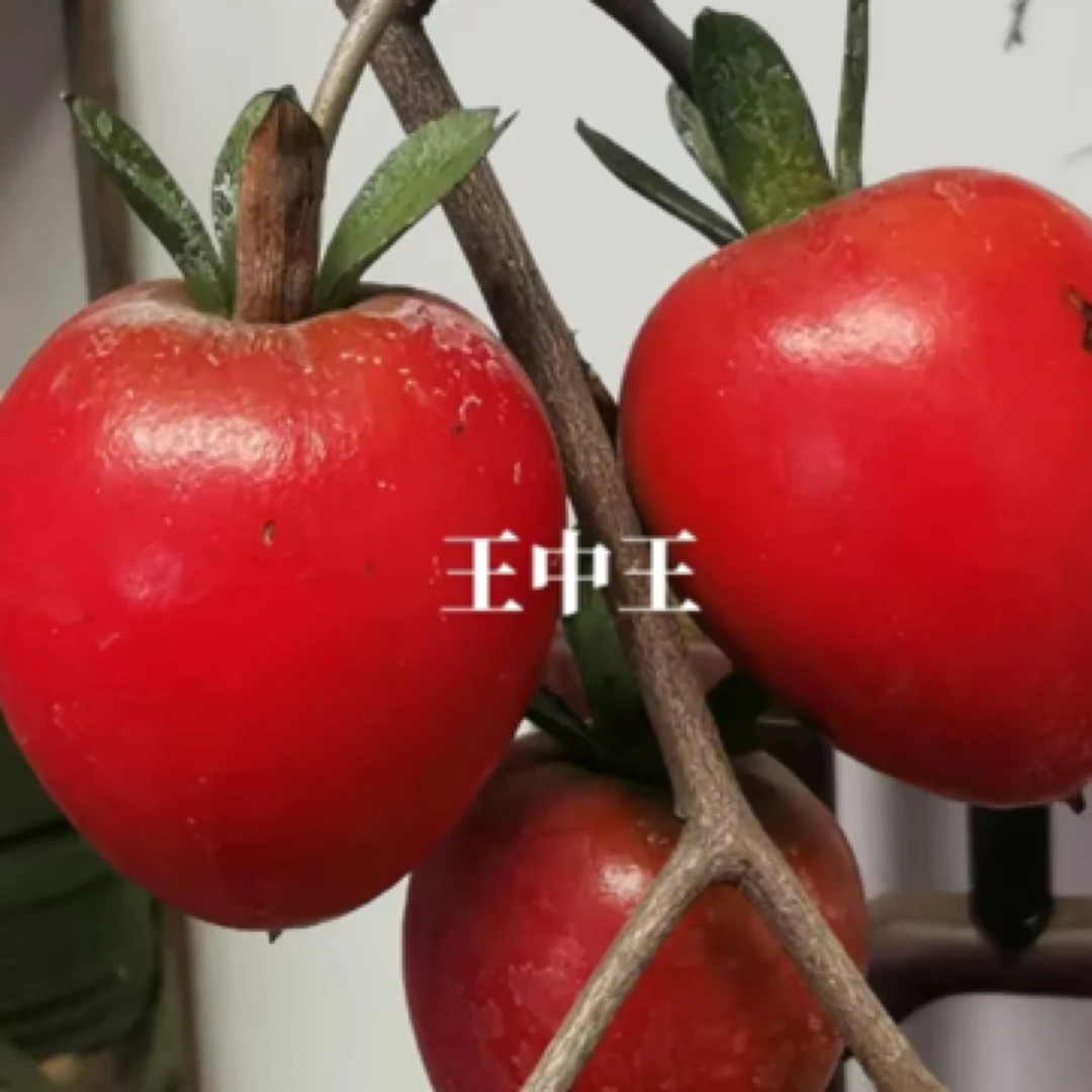 老鸭柿盆景王中王人工桩