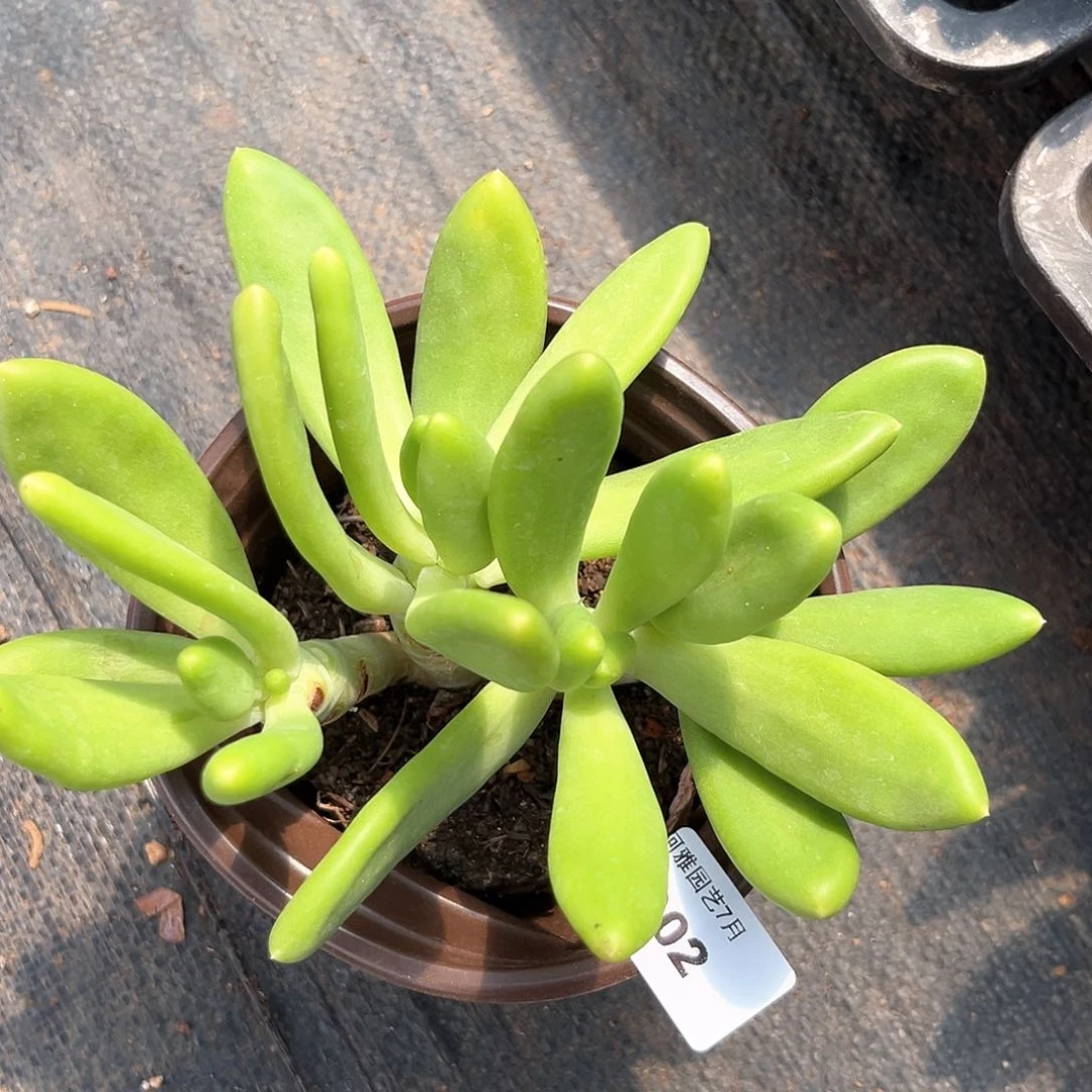 阿雅园艺。     7902芒果美人