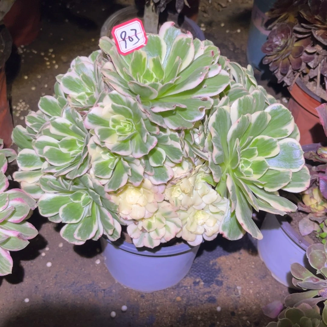 903多肉植物迈巴赫