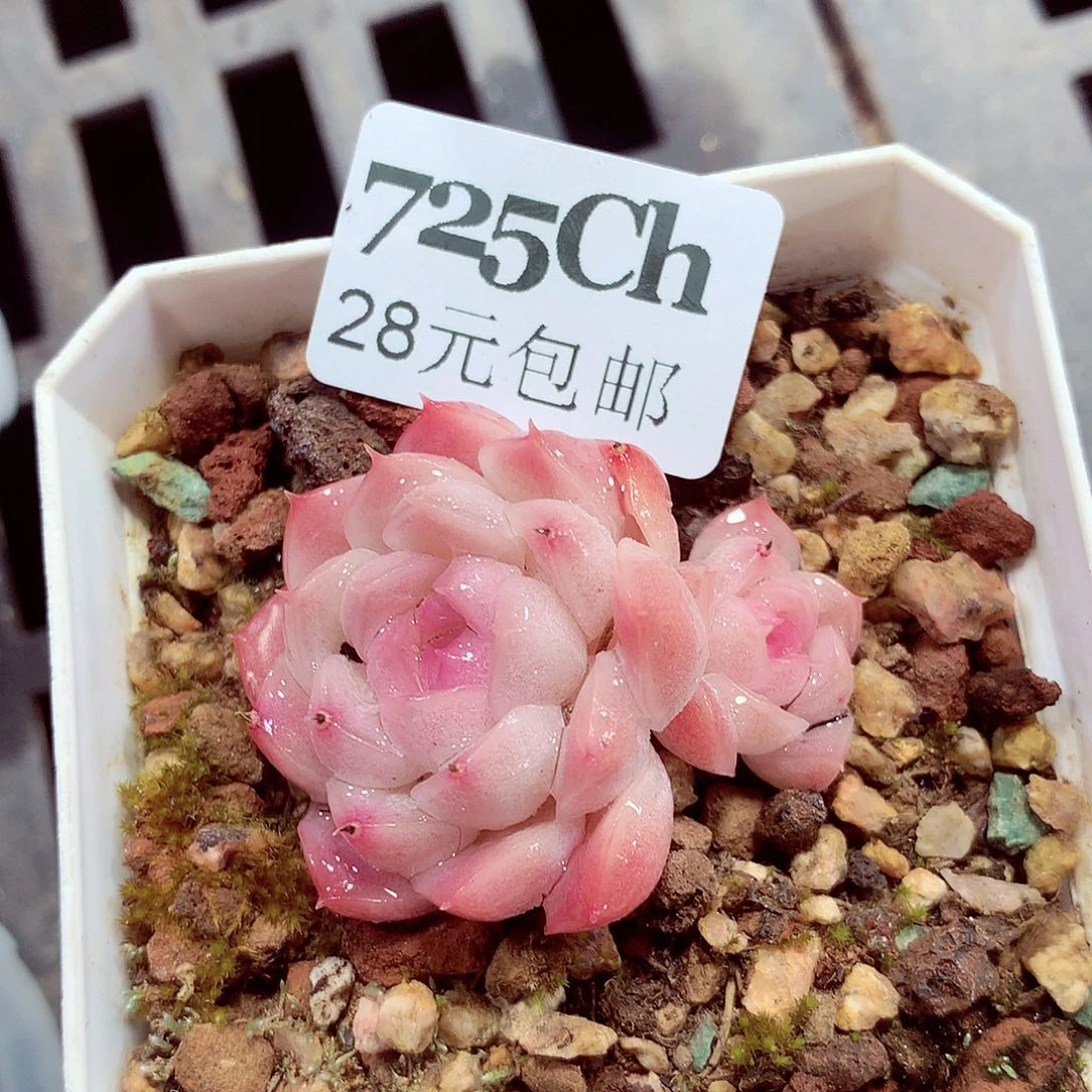 5厘米盆精控多肉725