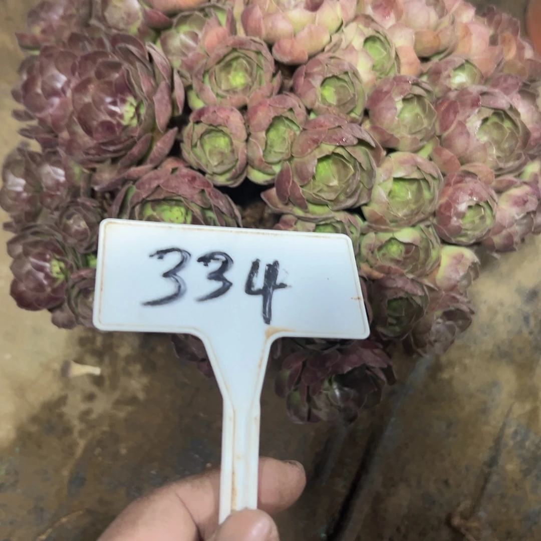 ****煜多肉植物紫罗兰法师334