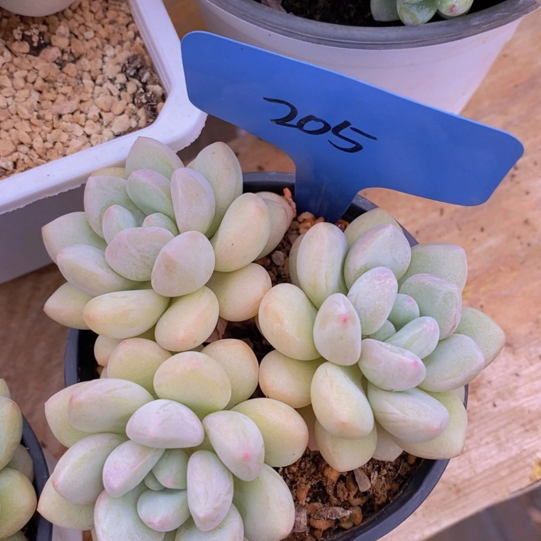 开心多肉，一物一拍，专场2