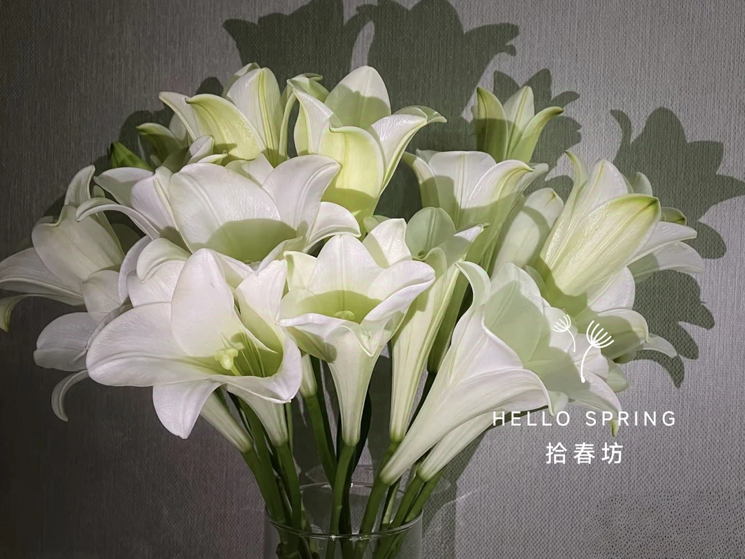 清香型白铁炮百合鲜花基地直发居家水养送朋友闺蜜情人节礼物