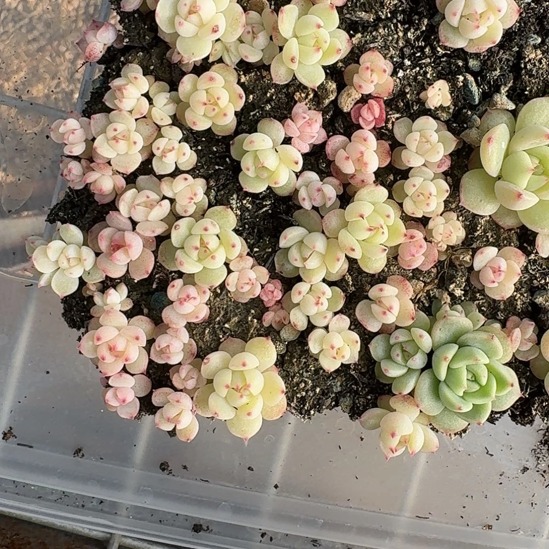 如图编号221播种切糕一份30颗左右