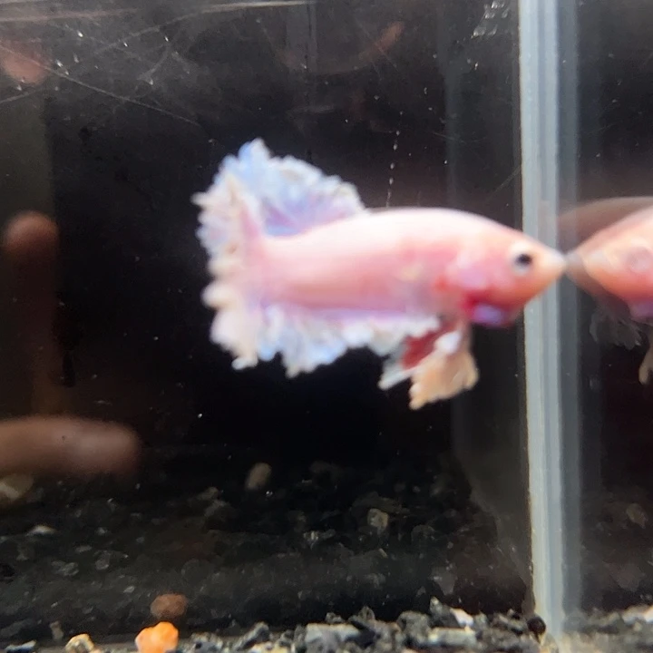 斗鱼一单包邮14日85