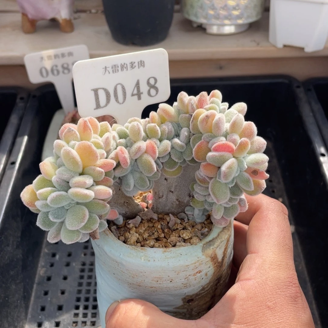 048雪晃星缀不带盆11厘米