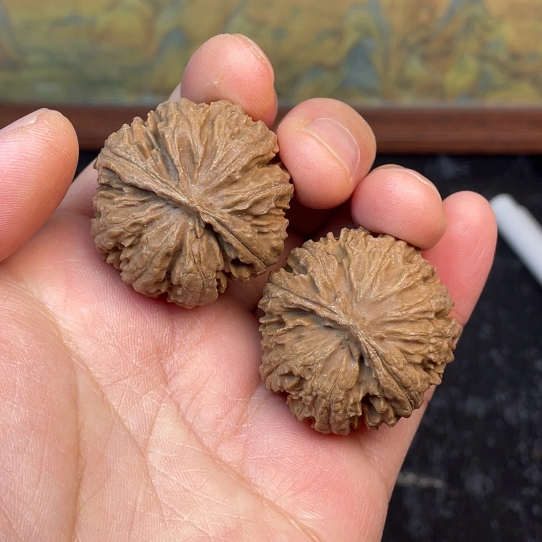 核桃1号链接111111