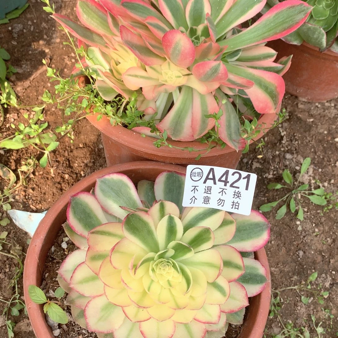 多肉植物组合421